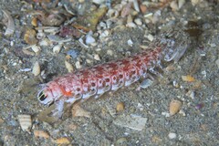 Austrosquilla osculans