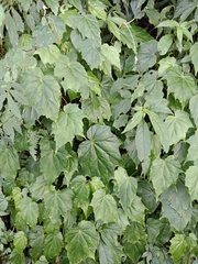Begonia formosana