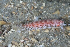 Austrosquilla osculans