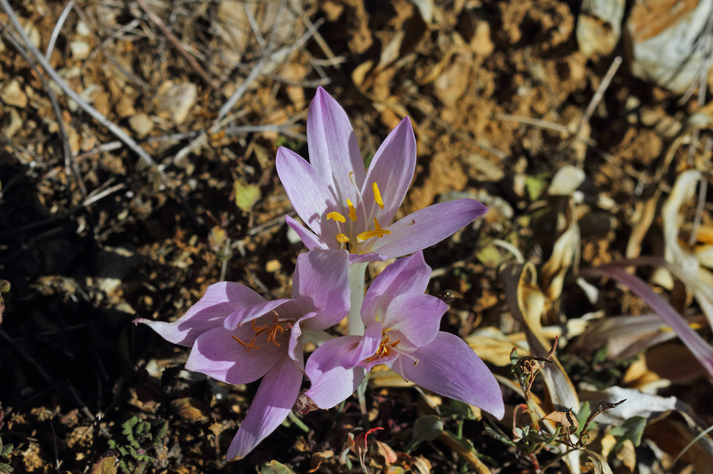 Colchicum dolichantherum