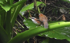 Pomatorhinus musicus