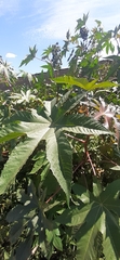 Ricinus communis
