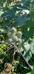Ricinus communis