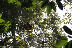 Pongo abelii