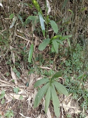 Cephalantheropsis obcordata