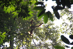 Pongo abelii