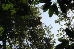 Pongo abelii
