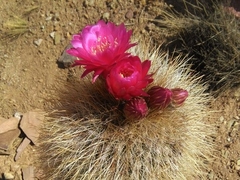 Trichocereus tarijensis