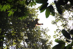 Pongo abelii