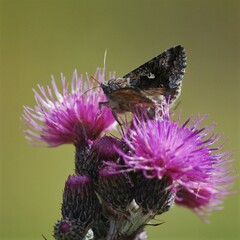 Syngrapha interrogationis