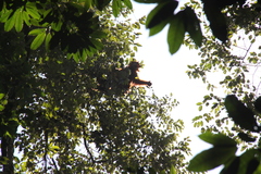 Pongo abelii