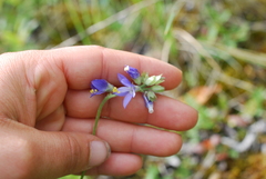 Polemonium acutiflorum