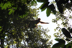 Pongo abelii