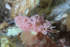 Phyllodesmium serratum