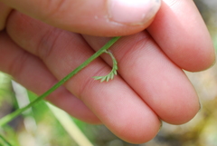 Polemonium acutiflorum