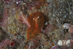 Madrella ferruginosa
