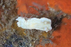 Goniobranchus epicurius