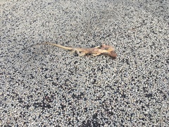 Chlamydosaurus kingii