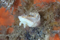 Goniobranchus epicurius