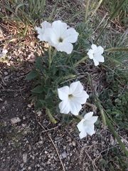 Petunia axillaris