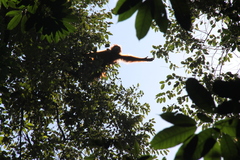 Pongo abelii