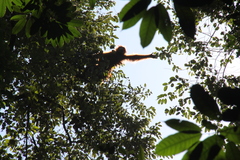Pongo abelii