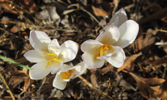 Colchicum kotschyi