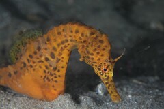 Hippocampus abdominalis