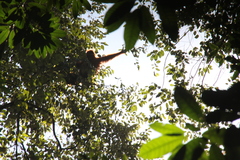 Pongo abelii