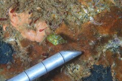 Brachaluteres jacksonianus