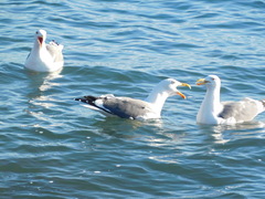 Larus livens