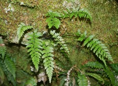 Asplenium cimmeriorum