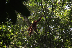Pongo abelii