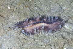 Phrikoceros