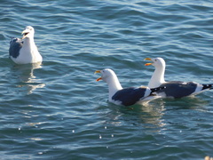 Larus livens
