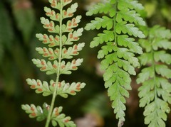 Asplenium cimmeriorum