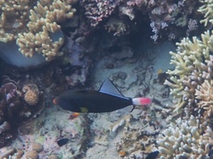 Melichthys vidua