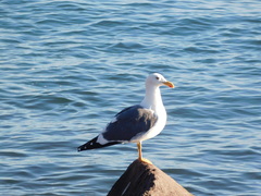 Larus livens