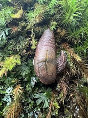 Parmarion