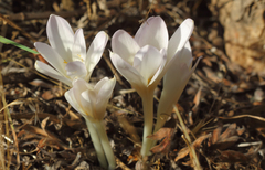 Colchicum kotschyi