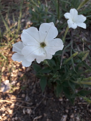 Petunia axillaris