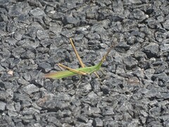 Acrida conica