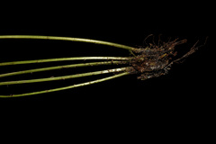 Athyrium strigillosum