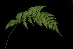 Athyrium strigillosum