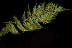 Athyrium strigillosum