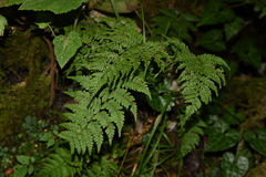 Athyrium strigillosum