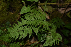 Athyrium strigillosum