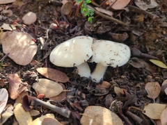 Tricholoma manzanitae