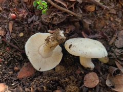 Tricholoma manzanitae