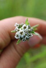 Achillea alpina